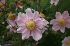Garten 09 2011 034.webp