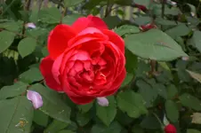 Garten 09 2011 035.webp