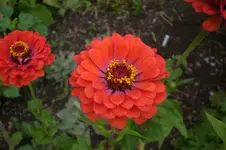 Garten 09 2011 036.webp