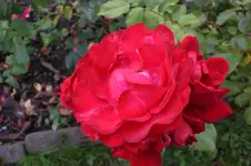 Garten 09 2011 037.webp