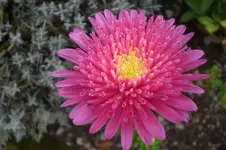 Garten 09 2011 039.webp