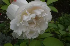 Garten 09 2011 041.webp