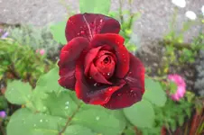 Garten 09 2011 043.webp