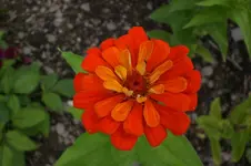 Garten 09 2011 044.webp