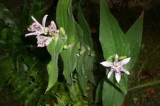 Garten 09 2011 045.webp
