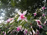 P8300009.webp