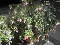 P8300010.webp