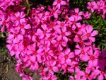 DSCN3648_Polsterphlox.jpg