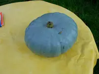 Kürbis Blau 1.webp