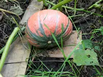 Kürbis rot-grün 2.webp Kürbis rot-grün 2.webp