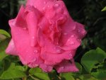 Rosa Rose.JPG