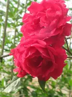 Rosen.webp