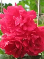 Rosenpracht.webp