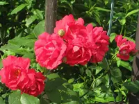 Rote Rosenpracht.webp