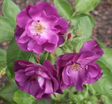 IMG_0200.webp