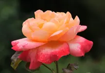 IMG_0199.webp