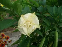 ALIM3357.webp