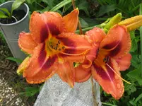 IMG_6972_1067x800.webp