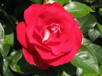 IMG_6935_1067x800.webp