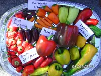 BILD0218.webp
