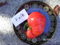BILD0219.webp