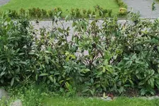 IMG_0648.webp
