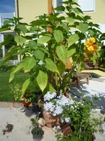 P1020023.webp