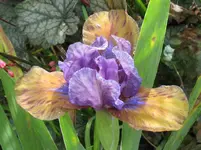 IMG_whats again1_1067x800.webp