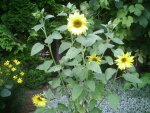 kleine Sonnenblume.6.9.2011.jpg