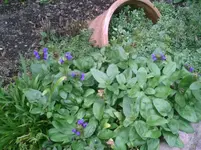 Brunnera.6.9.2011.webp