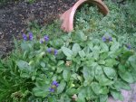 Brunnera.6.9.2011.jpg