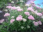 Sedum.6.9.2011.jpg