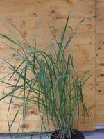 gras 1.jpg