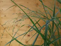 gras 2.jpg
