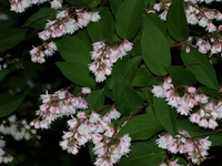68_0_Deutzia-scabra-Plena-Gefuellter-Sternenstrauch.webp