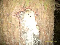 20.08.2006-Trichter u. violetter Harzfluß,Riesenbastkäfer_1.webp