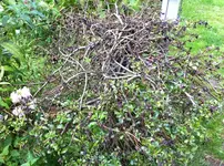 kranke-pflanze-2.webp