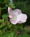 hibiscus moscheutos_kleiner.jpg