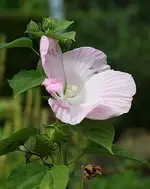 hibiscus moscheutos_kleiner.webp