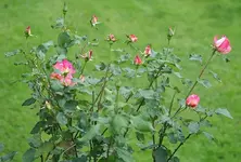 Nostalgie Nachblüte_kleiner.webp