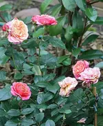 Mary-Ann in Nachblüte_kleiner.webp