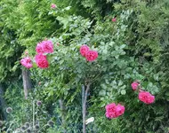 Rosarium Uetersen in Nachblüte_kleiner.webp