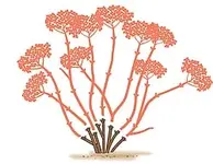Schneeball-Hortensie_Schnitt_250.webp