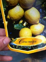 garten 07.09.11 004.webp