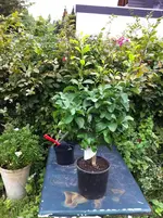 garten 07.09.11 005.webp