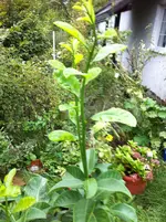 garten 07.09.11 002.webp