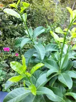 garten 07.09.11 003.webp