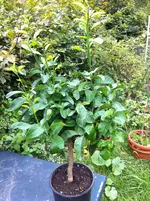 garten 07.09.11 001.webp