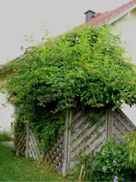 Jasmintrompete_1.webp