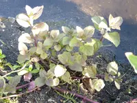 P1040475.webp